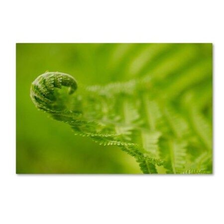 Trademark Fine Art PIPA Fine Art 'Fern Curl' Canvas Art, 30x47 MFG0020-C3047GG